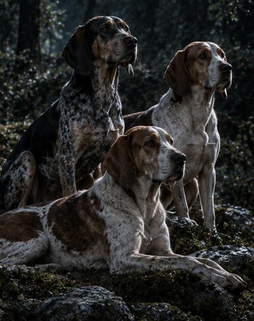 Meute de chiens de chasse